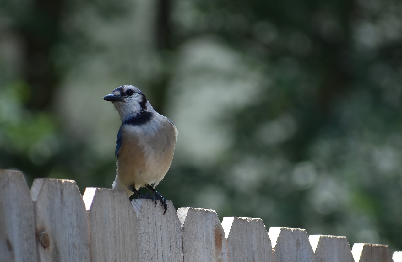 How Invasive Species Benefit from Climate Change